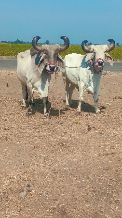 थंबनेल 2