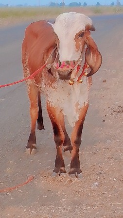 મારવા બેસવાની ફુલ જવાબદારી ફૂલ પાણ