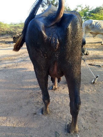 ભેંસ વેચવાની છે