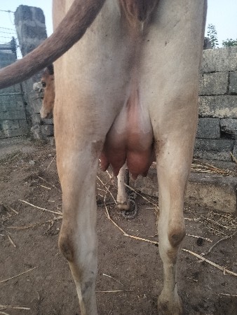 थंबनेल 3