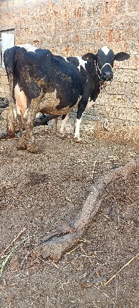 थंबनेल 4