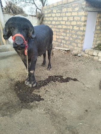 થંબનેલ 2