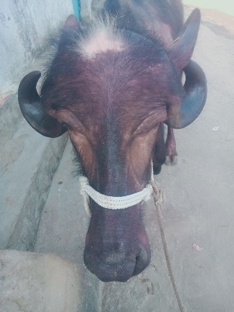 ગુંદરણ તાલાળા તાલુકો સોમનાથ જિલ