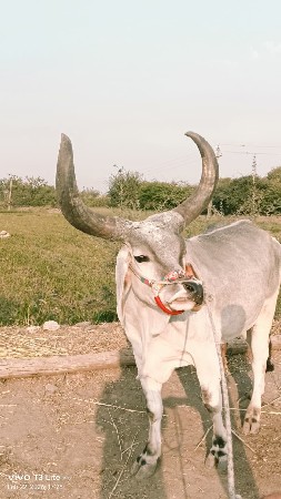 આ બળદ વેચાવા છે