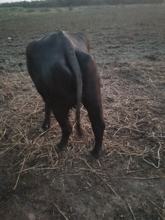 થંબનેલ 2