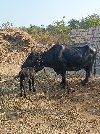 थंबनेल 3