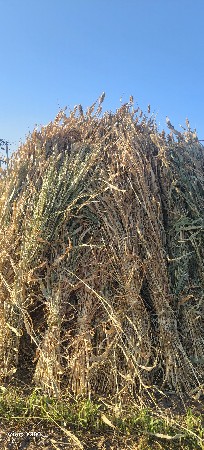 જુવાર ની નીરણ