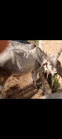 ગોધલા. વેચવાના છે