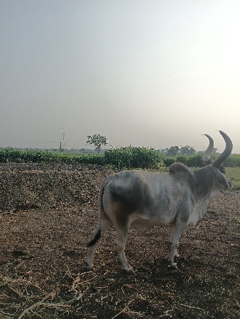 थंबनेल 3