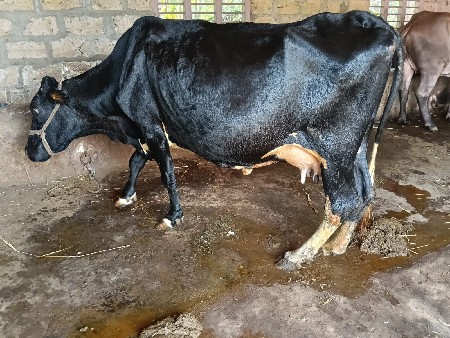 એ સબ વેચવાની છે