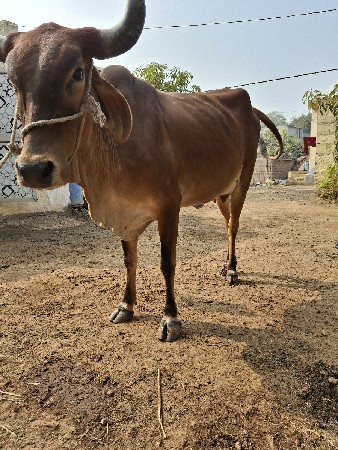 થંબનેલ 3