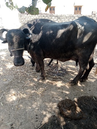 ભેંસ વેચવાની છે