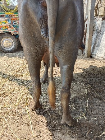 थंबनेल 3