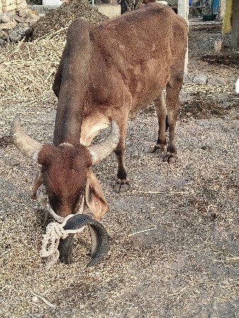 थंबनेल 3