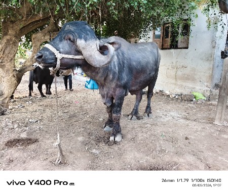 थंबनेल 3