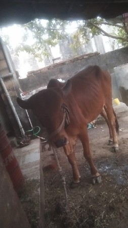 1 mahinani vyanal gayse