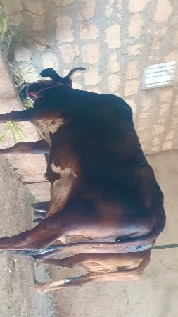 ગીર ક્રોસ ગાય વેચવાની છે