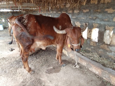 2મહિના ની વાર છે વયાવા મા