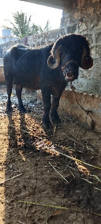 પાડો વેચવાનો છે