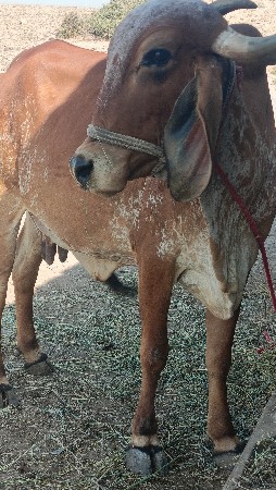 gay pchr desi soji 3vetr vetr