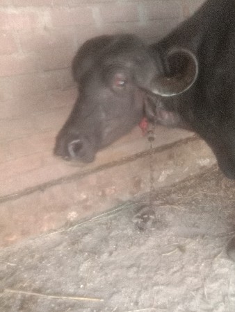 આ ભેંસ વેચવાની છે