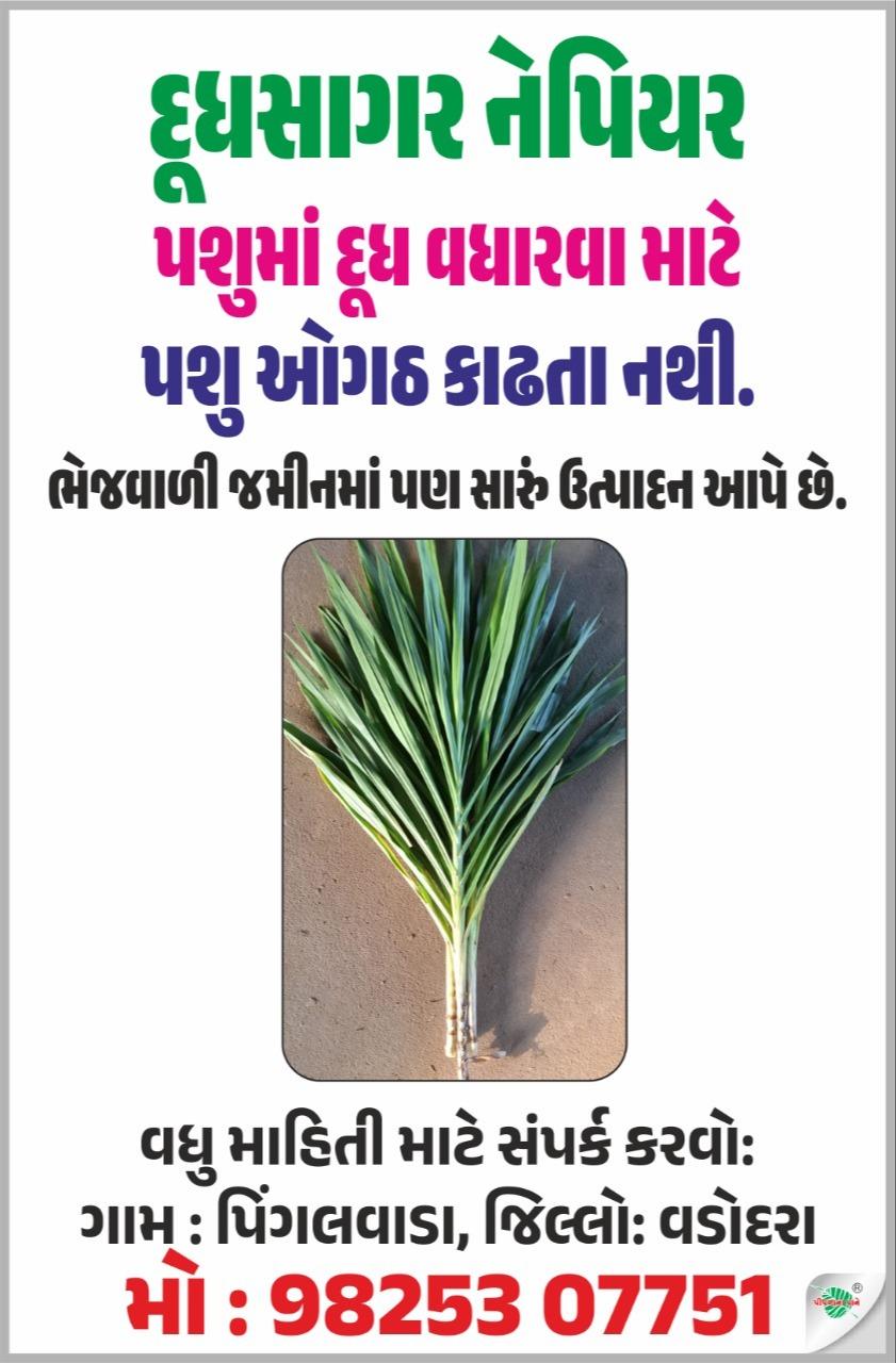 દૂધસાગર નેપિયર