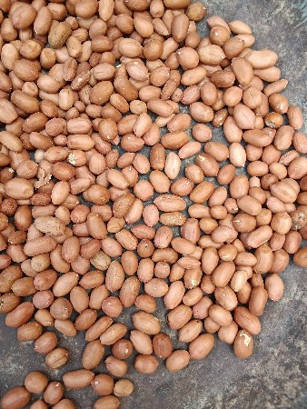 66 નંબરના દાણા વેચવાના છે