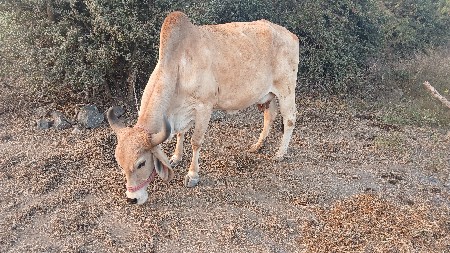 थंबनेल 3