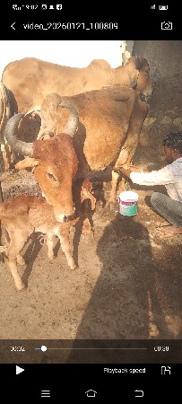 ગાય વેચવાની છે