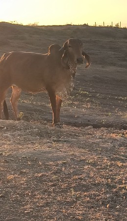ગીર હોડકી વેચવાની છે.