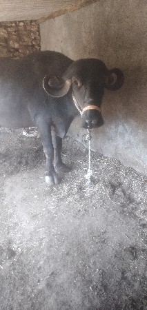 થંબનેલ 3