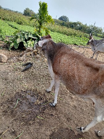 थंबनेल 3