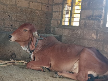 ગીર ગાય વેચવાની છે