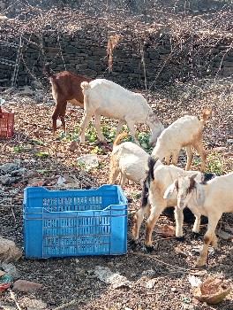 થંબનેલ 3