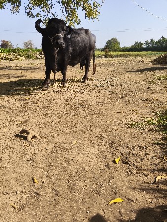 थंबनेल 2