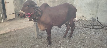 थंबनेल 2