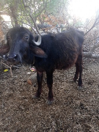 પાડી વેચવાની છે