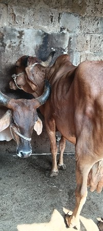 ગાય વેચવાની છે