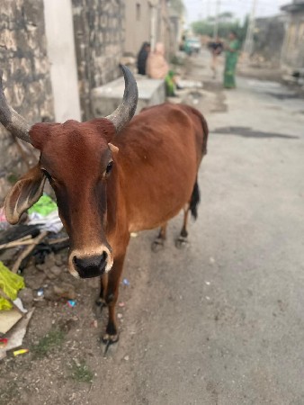 થંબનેલ 3