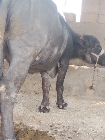 थंबनेल 2