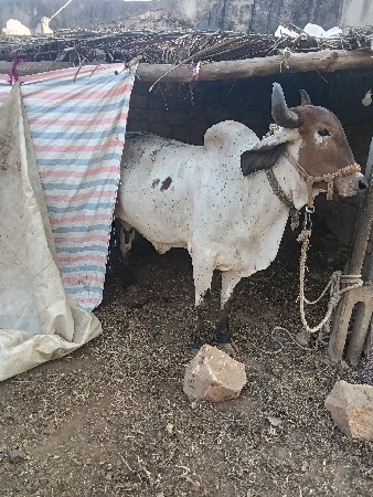 ગાય વેસવાની છે