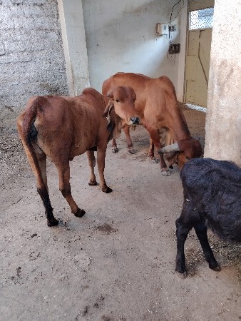 થંબનેલ 2