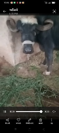 પારેટ ભેંસ વેચવાની છે