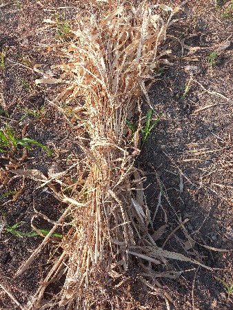 પશુ નો ચારો વેચવા નો છે