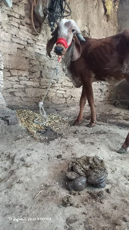 थंबनेल 3