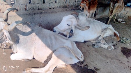 બળદ વેચવાના છે