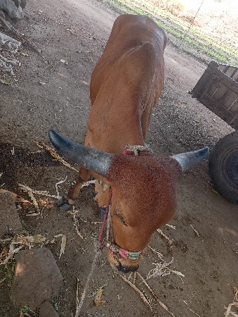 થંબનેલ 3