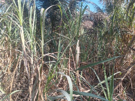 थंबनेल 3