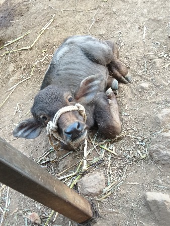 थंबनेल 3