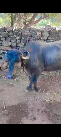 આ ભેંસ વેચવાની છે